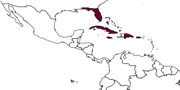 map of Tachysphex alayoi     Pulawski, 1974